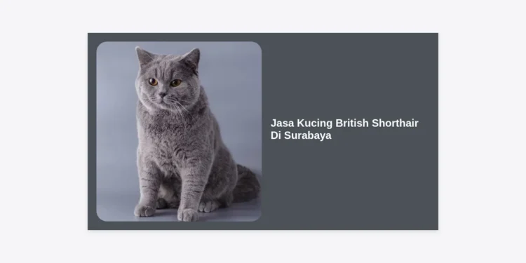 Jasa Kucing British Shorthair di Surabaya: Panduan Lengkap Adopsi, Perawatan, dan Harga Terbaru