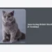 Jasa Kucing British Shorthair di Surabaya: Panduan Lengkap Adopsi, Perawatan, dan Harga Terbaru