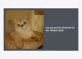 Kucing British Shorthair Di Ikn Terbaru 2026: Panduan Lengkap Harga, Perawatan, dan Komunitas