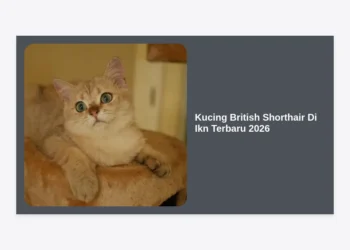 Kucing British Shorthair Di Ikn Terbaru 2026: Panduan Lengkap Harga, Perawatan, dan Komunitas