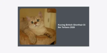 Kucing British Shorthair Di Ikn Terbaru 2026: Panduan Lengkap Harga, Perawatan, dan Komunitas