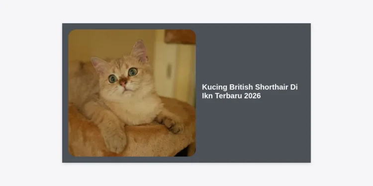 Kucing British Shorthair Di Ikn Terbaru 2026: Panduan Lengkap Harga, Perawatan, dan Komunitas