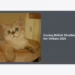 Kucing British Shorthair Di Ikn Terbaru 2026: Panduan Lengkap Harga, Perawatan, dan Komunitas