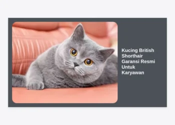 Kucing British Shorthair Garansi Resmi Untuk Karyawan: Panduan Lengkap Adopsi & Perawatan 2024