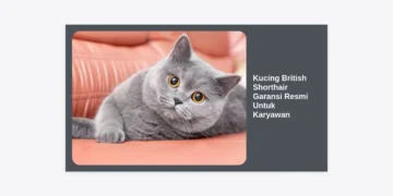 Kucing British Shorthair Garansi Resmi Untuk Karyawan: Panduan Lengkap Adopsi & Perawatan 2024