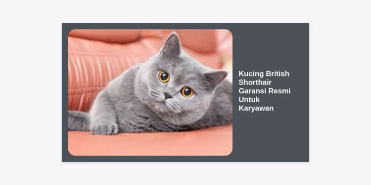 Kucing British Shorthair Garansi Resmi Untuk Karyawan: Panduan Lengkap Adopsi & Perawatan 2024