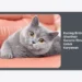 Kucing British Shorthair Garansi Resmi Untuk Karyawan: Panduan Lengkap Adopsi & Perawatan 2024