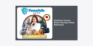 Panduan Lengkap Distributor Kucing British Shorthair Untuk Mahasiswa: Tips Hemat dan Perawatan