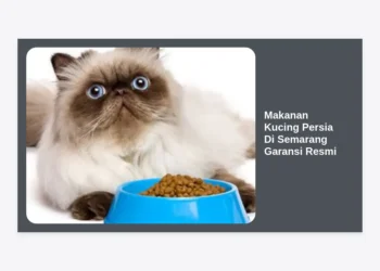 Panduan Lengkap Memilih Makanan Kucing Persia Di Semarang Garansi Resmi untuk Kesehatan Optimal