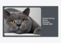Review Kucing British Shorthair Terbaik 2026: Panduan Lengkap, Harga, dan Tips Perawatan