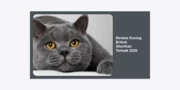 Review Kucing British Shorthair Terbaik 2026: Panduan Lengkap, Harga, dan Tips Perawatan