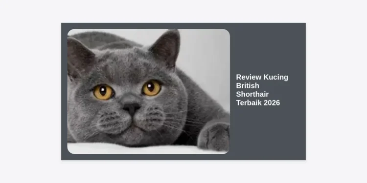 Review Kucing British Shorthair Terbaik 2026: Panduan Lengkap, Harga, dan Tips Perawatan