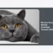 Review Kucing British Shorthair Terbaik 2026: Panduan Lengkap, Harga, dan Tips Perawatan