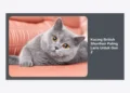 10 Alasan Kucing British Shorthair Paling Laris Untuk Gen Z: Tren, Gaya Hidup, dan Perawatan