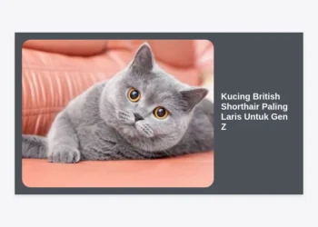 10 Alasan Kucing British Shorthair Paling Laris Untuk Gen Z: Tren, Gaya Hidup, dan Perawatan