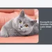 10 Alasan Kucing British Shorthair Paling Laris Untuk Gen Z: Tren, Gaya Hidup, dan Perawatan
