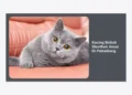 Kucing British Shorthair Aman Di Palembang: Panduan Lengkap Perawatan dan Tips Membeli