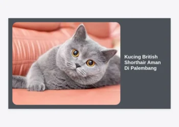 Kucing British Shorthair Aman Di Palembang: Panduan Lengkap Perawatan dan Tips Membeli