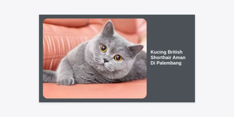 Kucing British Shorthair Aman Di Palembang: Panduan Lengkap Perawatan dan Tips Membeli
