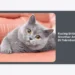 Kucing British Shorthair Aman Di Palembang: Panduan Lengkap Perawatan dan Tips Membeli