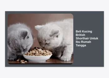 Panduan Lengkap Beli Kucing British Shorthair Untuk Ibu Rumah Tangga: Tips, Harga, dan Perawatan