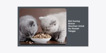 Panduan Lengkap Beli Kucing British Shorthair Untuk Ibu Rumah Tangga: Tips, Harga, dan Perawatan