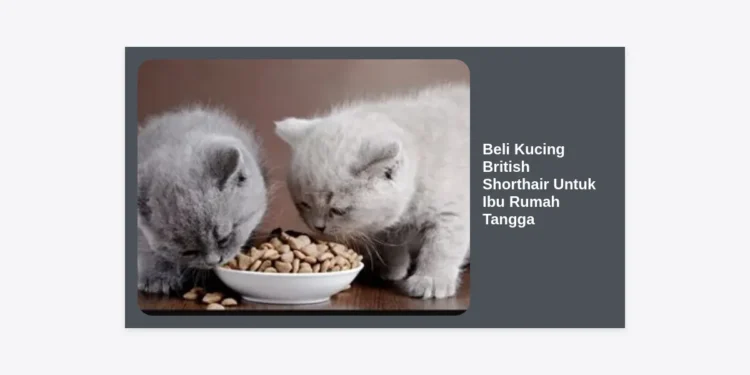Panduan Lengkap Beli Kucing British Shorthair Untuk Ibu Rumah Tangga: Tips, Harga, dan Perawatan