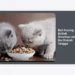 Panduan Lengkap Beli Kucing British Shorthair Untuk Ibu Rumah Tangga: Tips, Harga, dan Perawatan