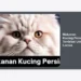 7 Rekomendasi Makanan Kucing Persia Terdekat Untuk Lansia: Panduan Nutrisi & Tips Membeli
