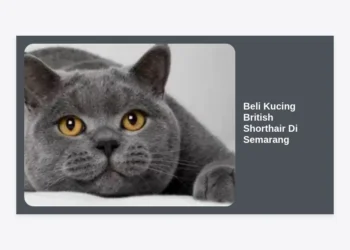 Beli Kucing British Shorthair Di Semarang: Panduan Terlengkap 2024