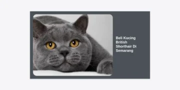 Beli Kucing British Shorthair Di Semarang: Panduan Terlengkap 2024