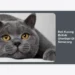 Beli Kucing British Shorthair Di Semarang: Panduan Terlengkap 2024
