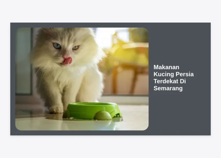 Cari Makanan Kucing Persia Terdekat di Semarang? Ini Panduan Lengkap & Rekomendasi Petshop Terbaik