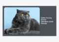 Daftar Kucing British Shorthair Untuk Pemula: Panduan Lengkap Adopsi dan Perawatan