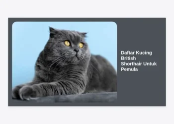 Daftar Kucing British Shorthair Untuk Pemula: Panduan Lengkap Adopsi dan Perawatan