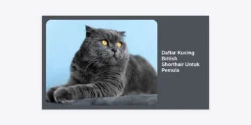 Daftar Kucing British Shorthair Untuk Pemula: Panduan Lengkap Adopsi dan Perawatan