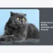 Daftar Kucing British Shorthair Untuk Pemula: Panduan Lengkap Adopsi dan Perawatan