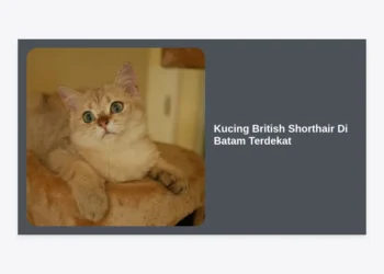 Mencari Kucing British Shorthair Di Batam Terdekat? Panduan Lengkap Adopsi, Harga, dan Perawatan 2024