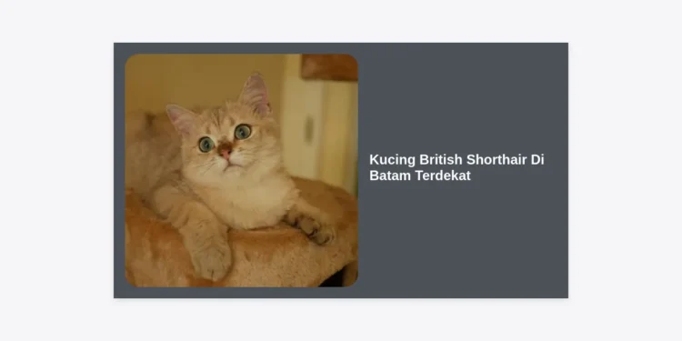Mencari Kucing British Shorthair Di Batam Terdekat? Panduan Lengkap Adopsi, Harga, dan Perawatan 2024
