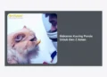 Panduan Lengkap Memilih Makanan Kucing Persia Untuk Gen Z Aman: Nutrisi, Estetika, & Kesehatan
