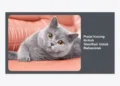 Pusat Kucing British Shorthair Untuk Mahasiswa: Panduan Lengkap Adopsi & Perawatan Hemat