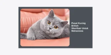 Pusat Kucing British Shorthair Untuk Mahasiswa: Panduan Lengkap Adopsi & Perawatan Hemat