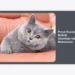 Pusat Kucing British Shorthair Untuk Mahasiswa: Panduan Lengkap Adopsi & Perawatan Hemat