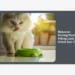 10+ Makanan Kucing Persia Paling Laris Untuk Gen Z: Panduan Lengkap Agar Anabul Sehat dan Glow Up