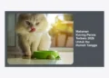 10+ Rekomendasi Makanan Kucing Persia Terbaru 2026 Untuk Ibu Rumah Tangga: Rahasia Bulu Lebat & Kucing Sehat