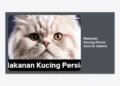 12 Rekomendasi Makanan Kucing Persia Viral di Jakarta: Rahasia Bulu Lebat & Sehat