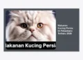 15 Rekomendasi Makanan Kucing Persia Di Pekanbaru Terbaru 2026: Panduan Nutrisi & Harga Lengkap