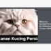 15 Rekomendasi Makanan Kucing Persia Di Pekanbaru Terbaru 2026: Panduan Nutrisi & Harga Lengkap