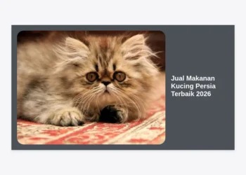 Jual Makanan Kucing Persia Terbaik 2026: Panduan Lengkap Nutrisi, Harga, dan Rekomendasi Brand