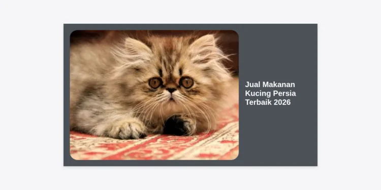 Jual Makanan Kucing Persia Terbaik 2026: Panduan Lengkap Nutrisi, Harga, dan Rekomendasi Brand